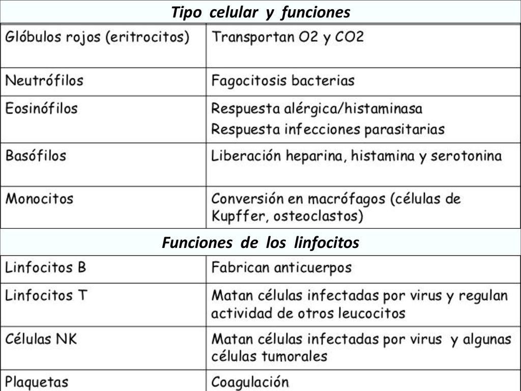 Tipo celular y funciones Funciones de los linfocitos