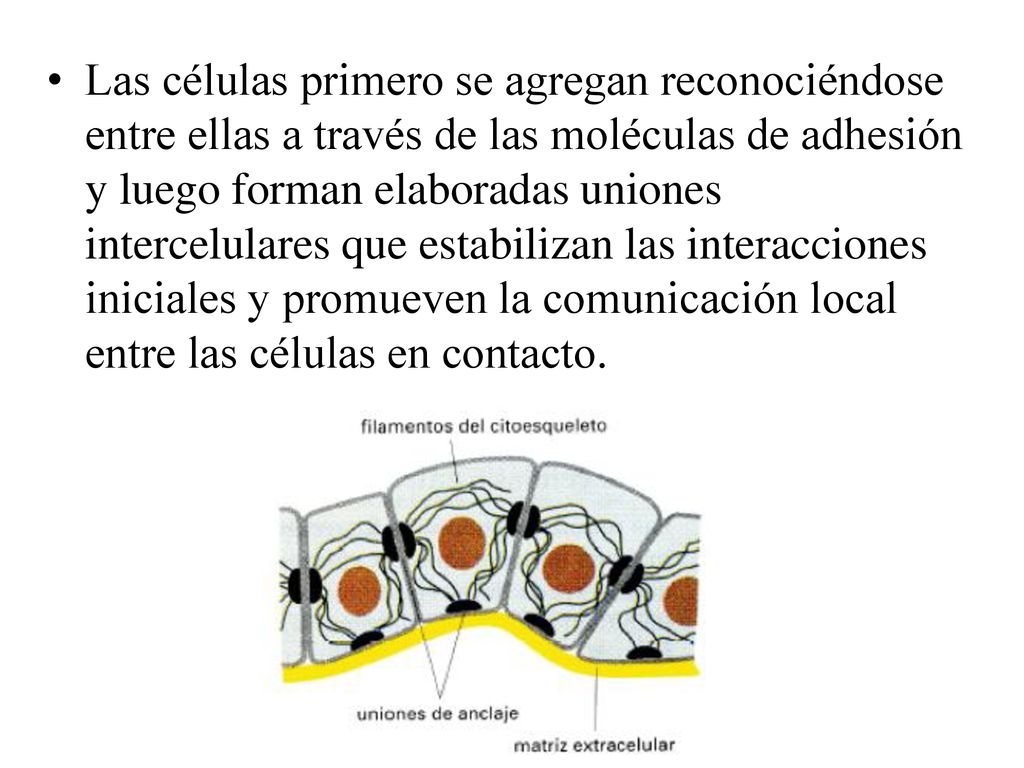 Las células primero se agregan reconociéndose entre ellas a través de las moléculas de adhesión y luego forman elaboradas uniones intercelulares que estabilizan las interacciones iniciales y promueven la comunicación local entre las células en contacto.