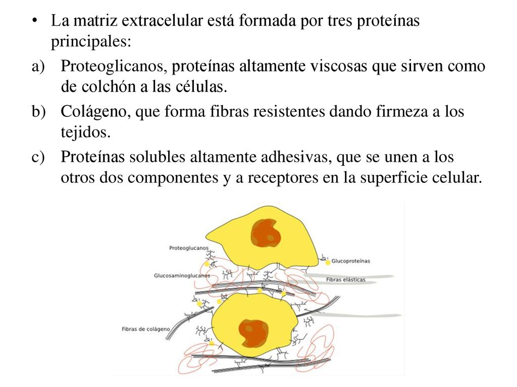 La matriz extracelular está formada por tres proteínas principales: