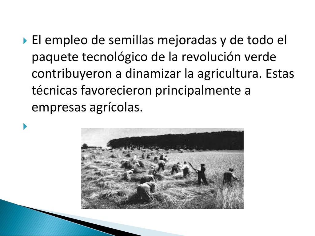 El empleo de semillas mejoradas y de todo el paquete tecnológico de la revolución verde contribuyeron a dinamizar la agricultura.