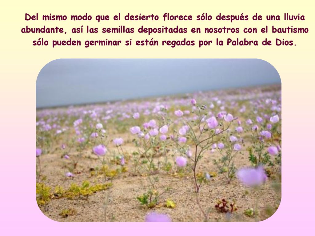 Del mismo modo que el desierto florece sólo después de una lluvia abundante, así las semillas depositadas en nosotros con el bautismo sólo pueden germinar si están regadas por la Palabra de Dios.