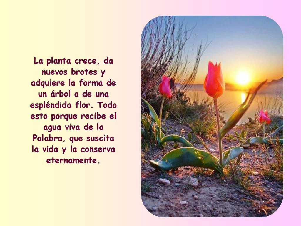 La planta crece, da nuevos brotes y adquiere la forma de un árbol o de una espléndida flor.