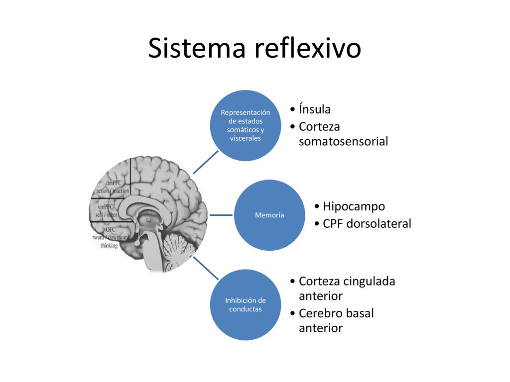 Sistema reflexivo Ínsula Corteza somatosensorial Hipocampo