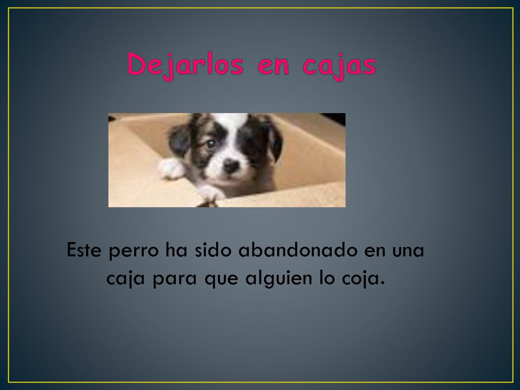 Este perro ha sido abandonado en una caja para que alguien lo coja.