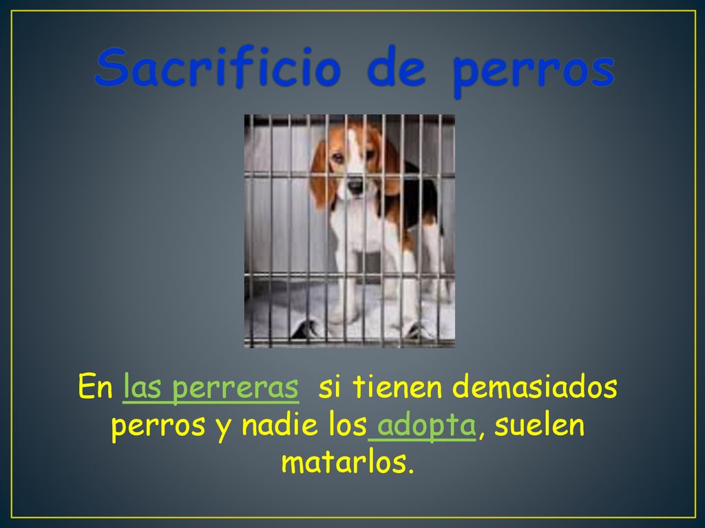 Sacrificio de perros En las perreras si tienen demasiados perros y nadie los adopta, suelen matarlos.