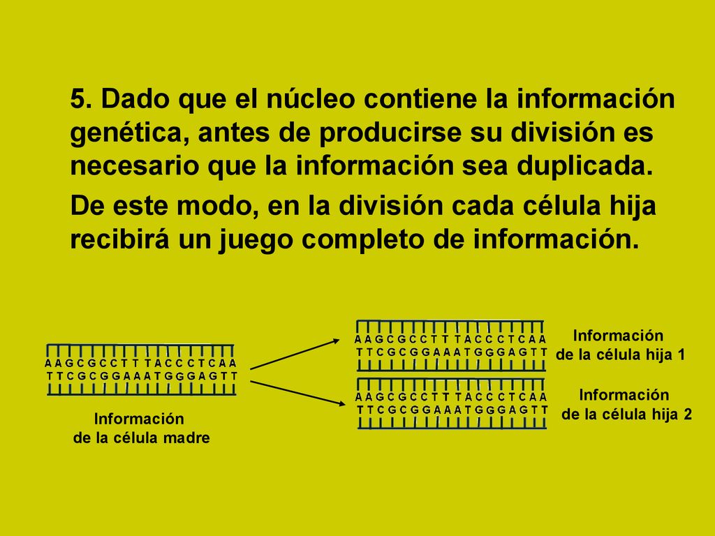 5. Dado que el núcleo contiene la información genética, antes de producirse su división es necesario que la información sea duplicada.
