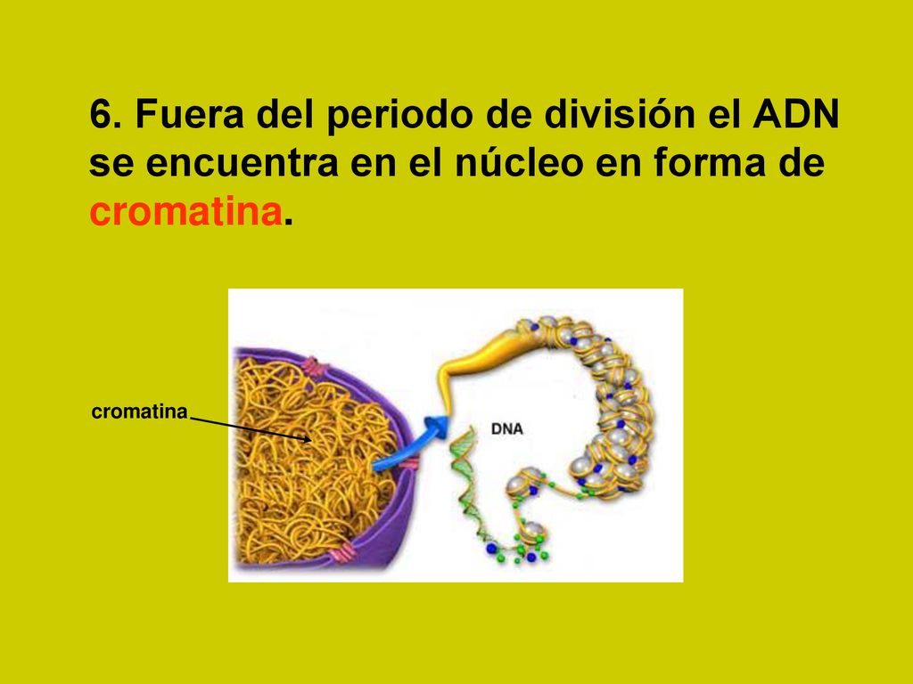 6. Fuera del periodo de división el ADN se encuentra en el núcleo en forma de cromatina.