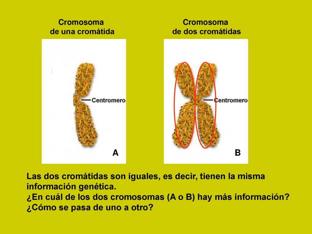 Las dos cromátidas son iguales, es decir, tienen la misma