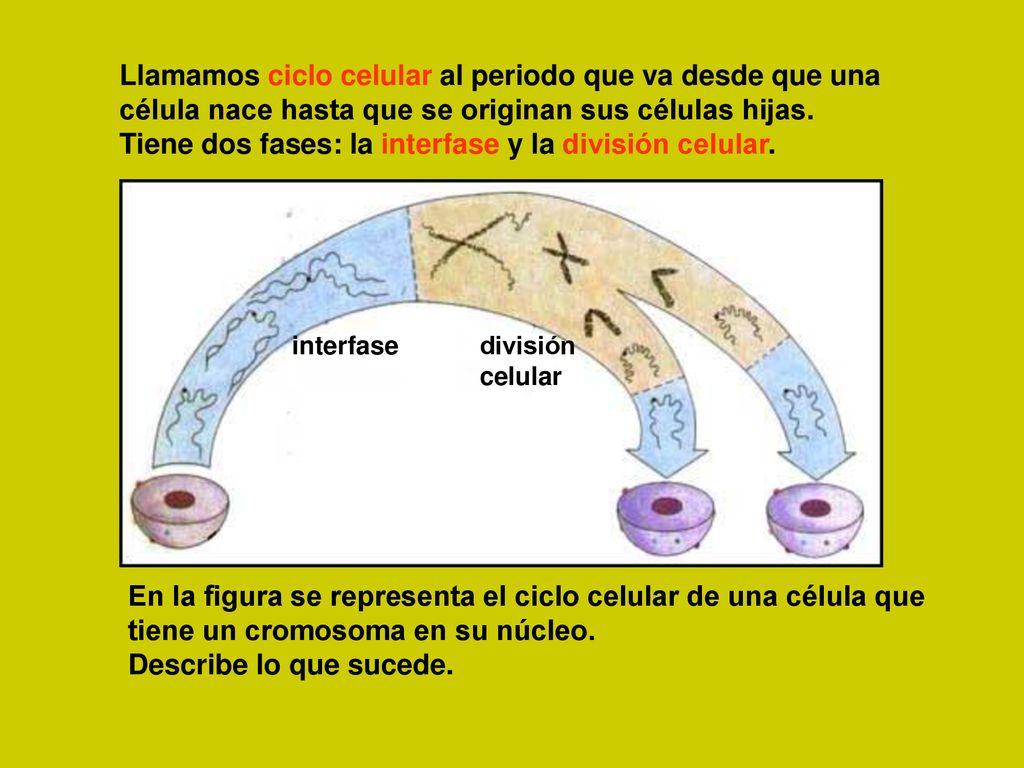 Llamamos ciclo celular al periodo que va desde que una