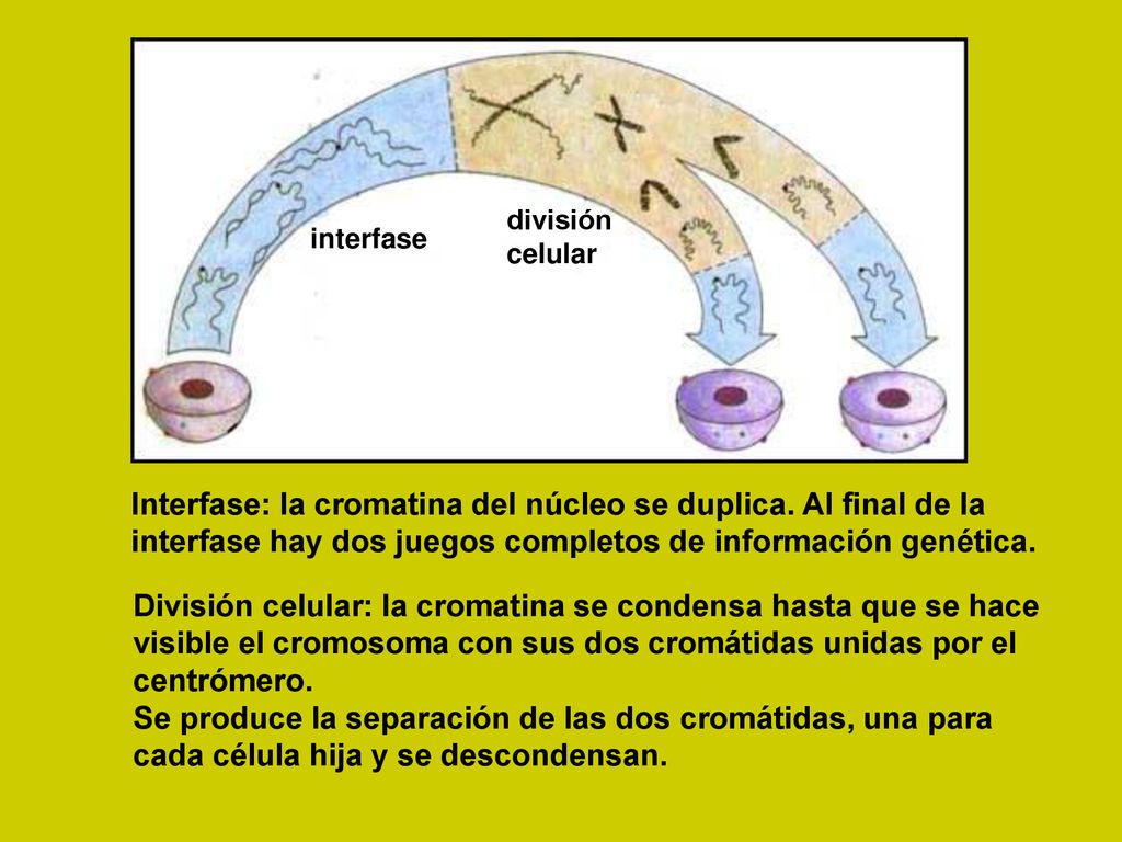 Interfase: la cromatina del núcleo se duplica. Al final de la