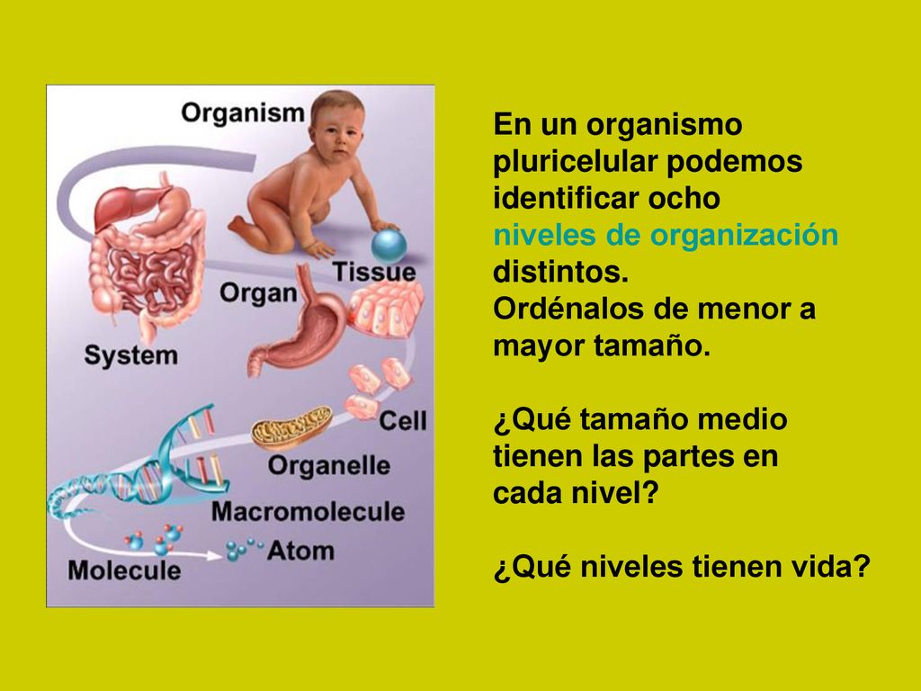 En un organismo pluricelular podemos. identificar ocho. niveles de organización. distintos. Ordénalos de menor a.