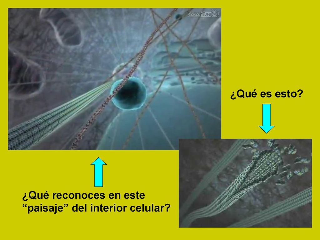 ¿Qué es esto ¿Qué reconoces en este paisaje del interior celular