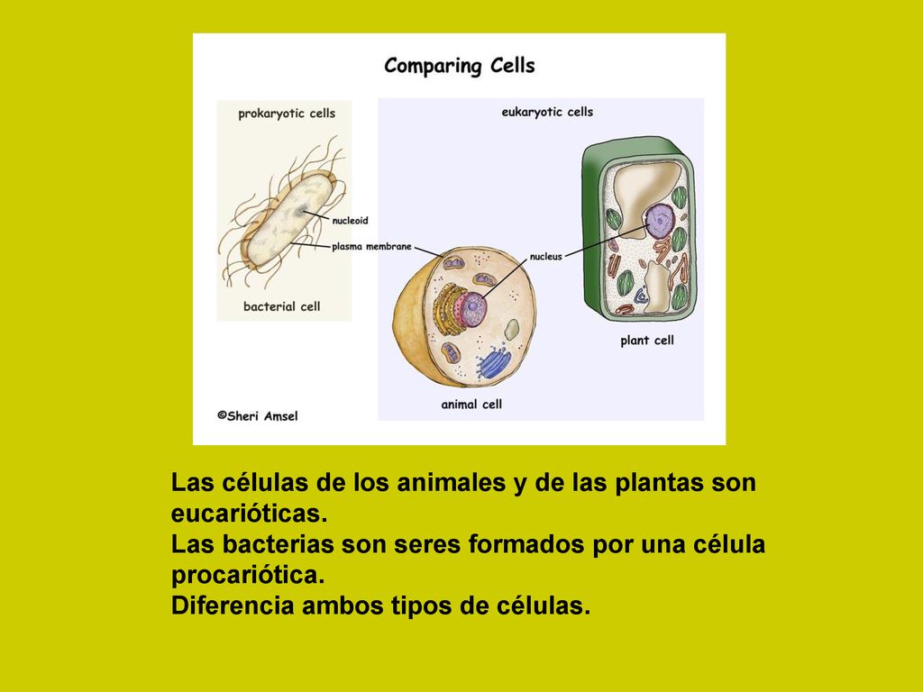 Las células de los animales y de las plantas son