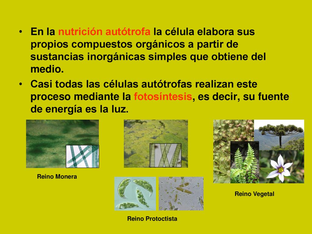 En la nutrición autótrofa la célula elabora sus propios compuestos orgánicos a partir de sustancias inorgánicas simples que obtiene del medio.