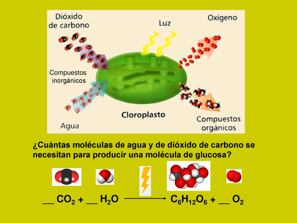 Compuestos inorgánicos. ¿Cuántas moléculas de agua y de dióxido de carbono se. necesitan para producir una molécula de glucosa