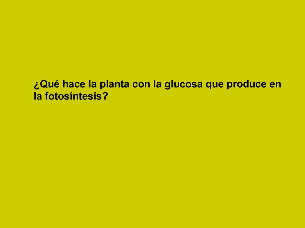 ¿Qué hace la planta con la glucosa que produce en