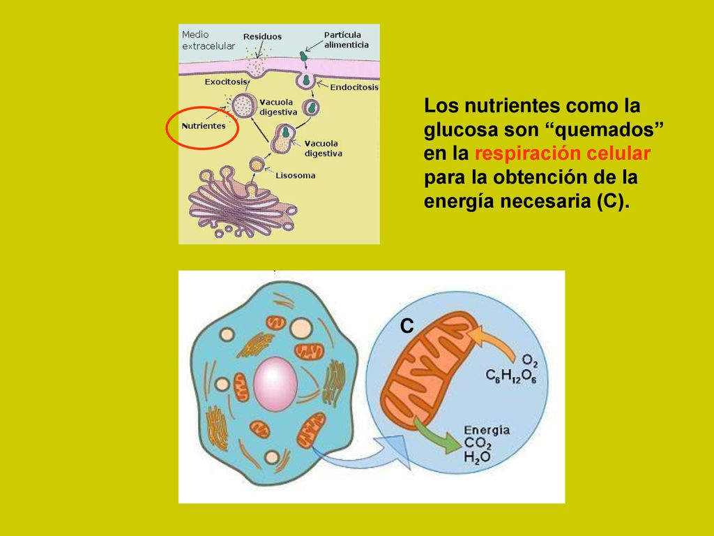 Los nutrientes como la glucosa son quemados en la respiración celular. para la obtención de la.