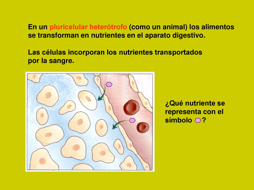 En un pluricelular heterótrofo (como un animal) los alimentos