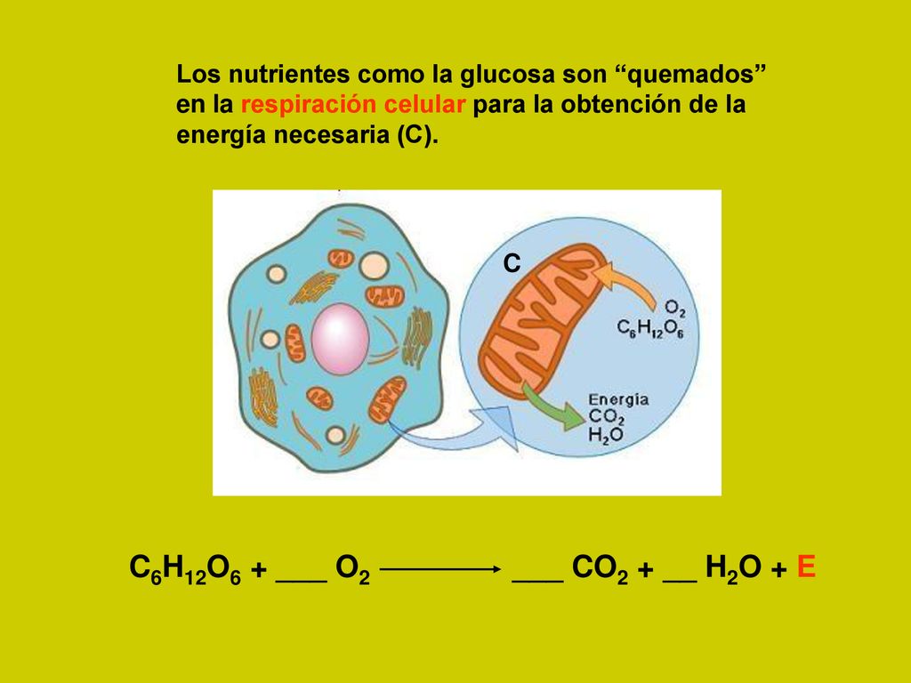 C6H12O6 + ___ O2 ___ CO2 + __ H2O + E