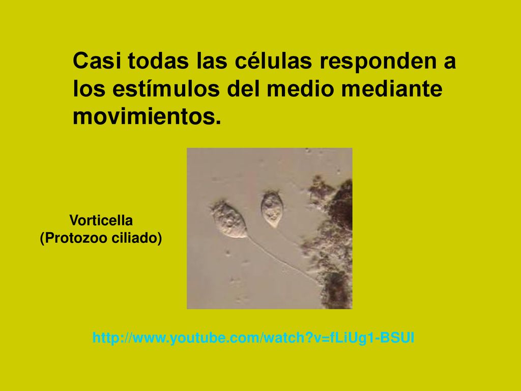 Casi todas las células responden a los estímulos del medio mediante movimientos.