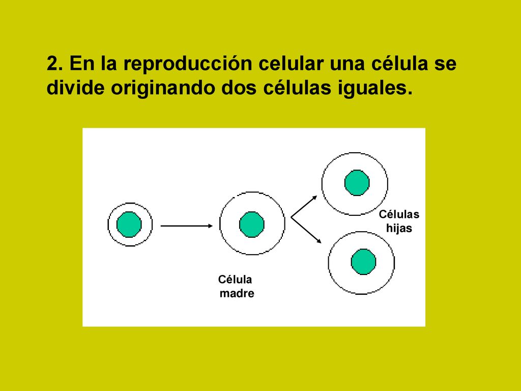 2. En la reproducción celular una célula se divide originando dos células iguales.