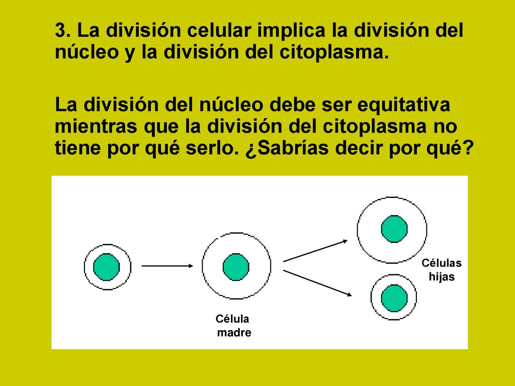 3. La división celular implica la división del núcleo y la división del citoplasma.