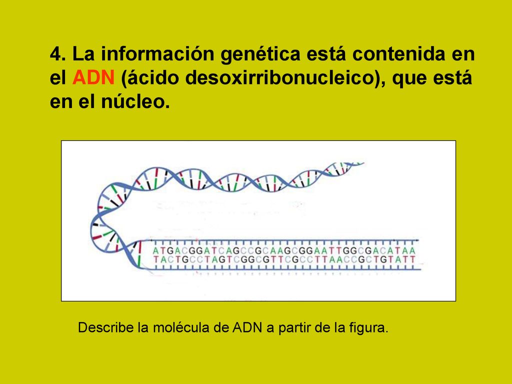 4. La información genética está contenida en el ADN (ácido desoxirribonucleico), que está en el núcleo.