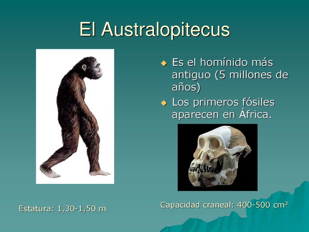 El Australopitecus Es el homínido más antiguo (5 millones de años)