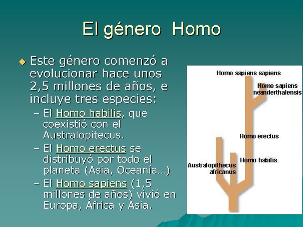 El género Homo Este género comenzó a evolucionar hace unos 2,5 millones de años, e incluye tres especies: