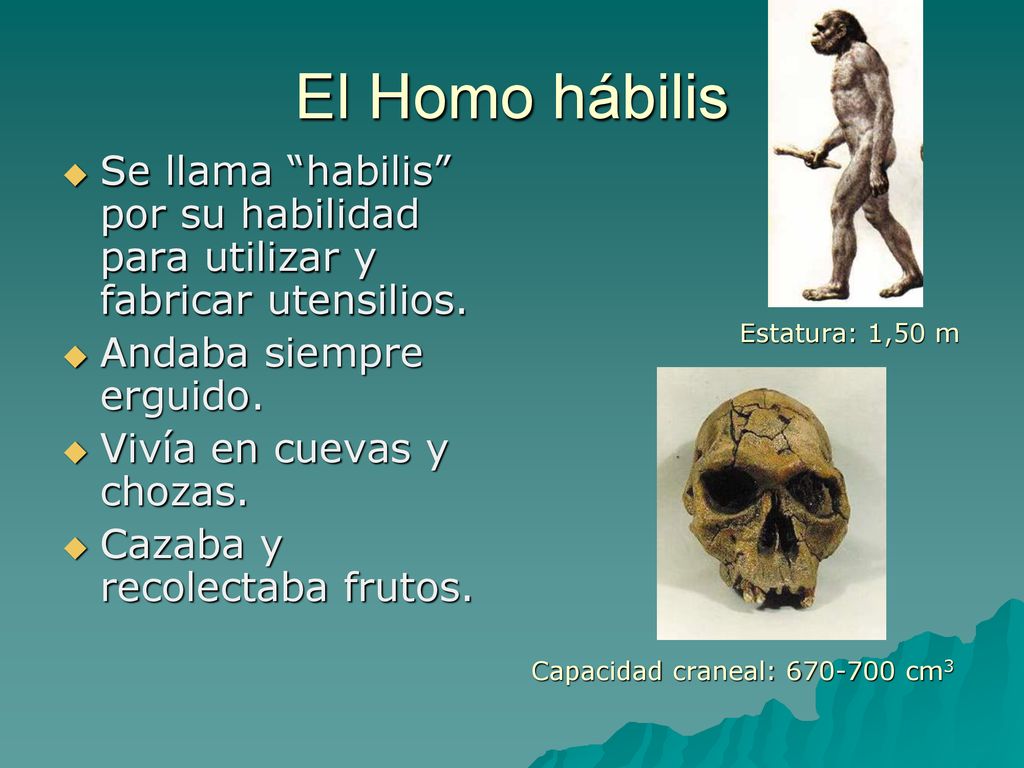 El Homo hábilis Se llama habilis por su habilidad para utilizar y fabricar utensilios. Andaba siempre erguido.