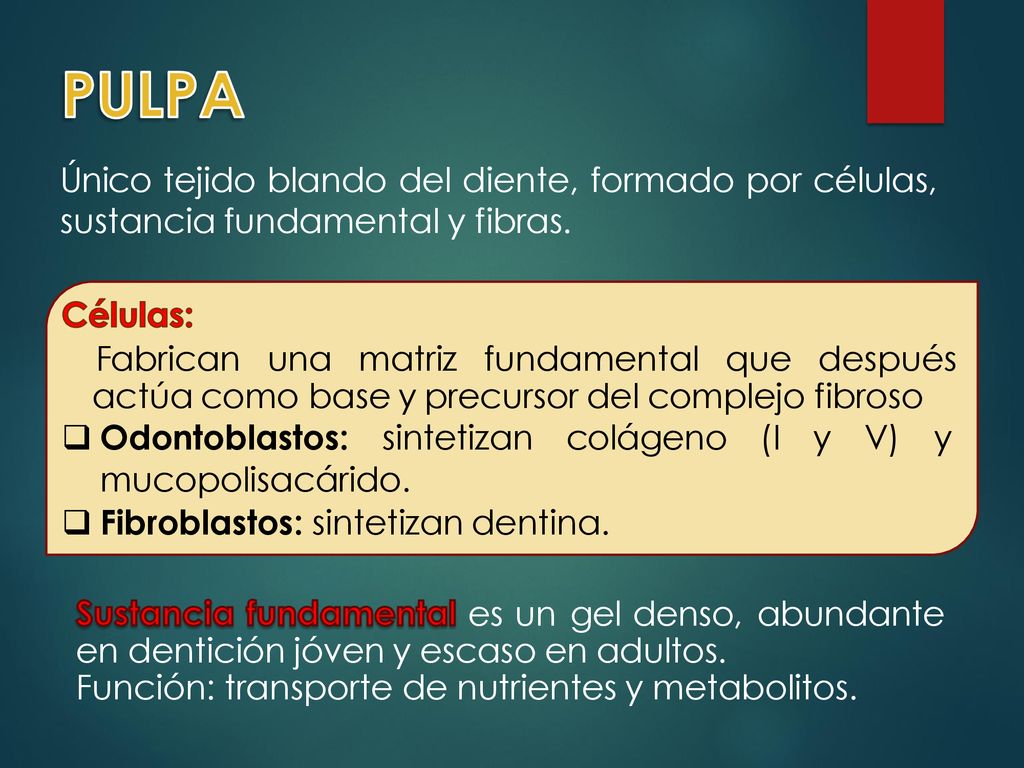 PULPA Único tejido blando del diente, formado por células, sustancia fundamental y fibras. Células:
