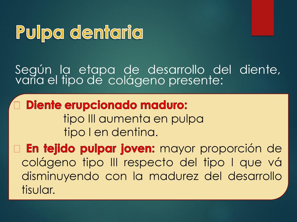Pulpa dentaria Según la etapa de desarrollo del diente, varía el tipo de colágeno presente:  Diente erupcionado maduro: