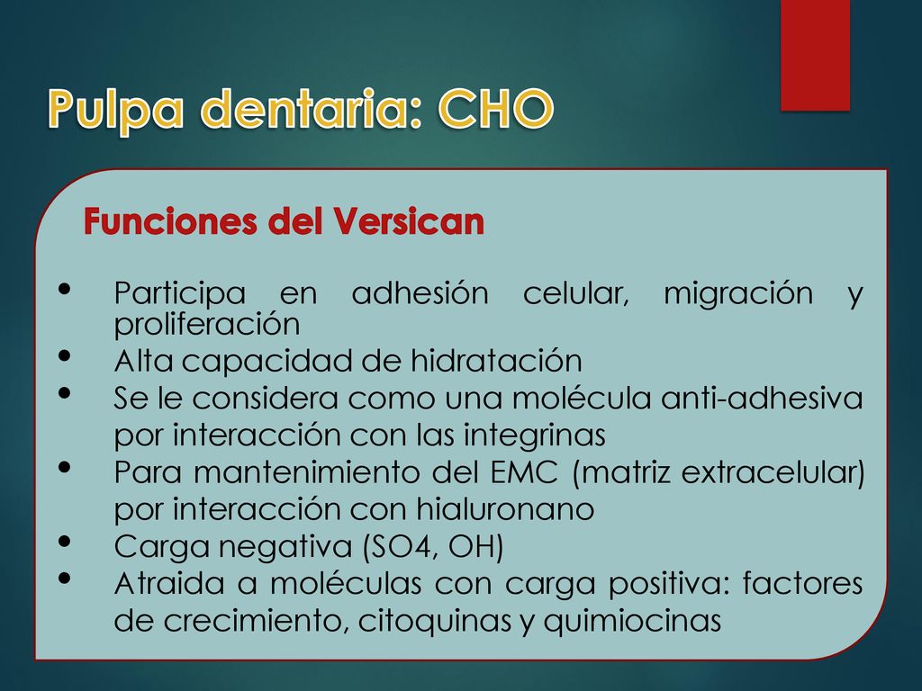 Pulpa dentaria: CHO Funciones del Versican. Participa en adhesión celular, migración y proliferación.