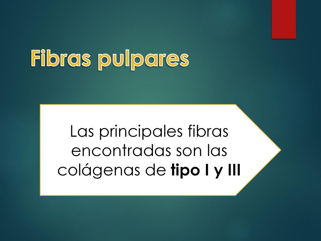 Las principales fibras encontradas son las colágenas de tipo I y III