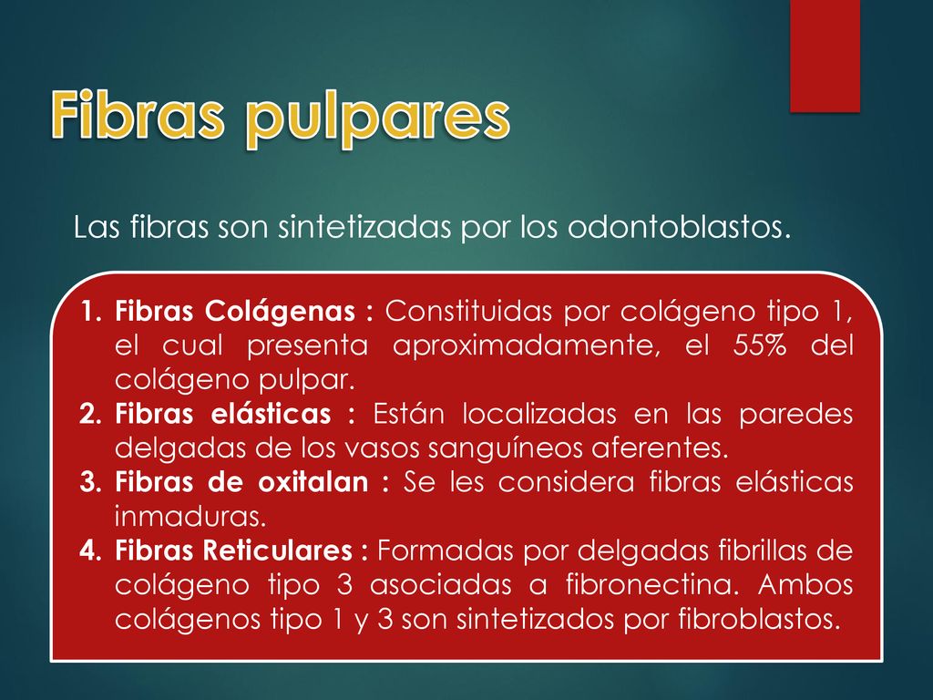 Fibras pulpares Las fibras son sintetizadas por los odontoblastos.