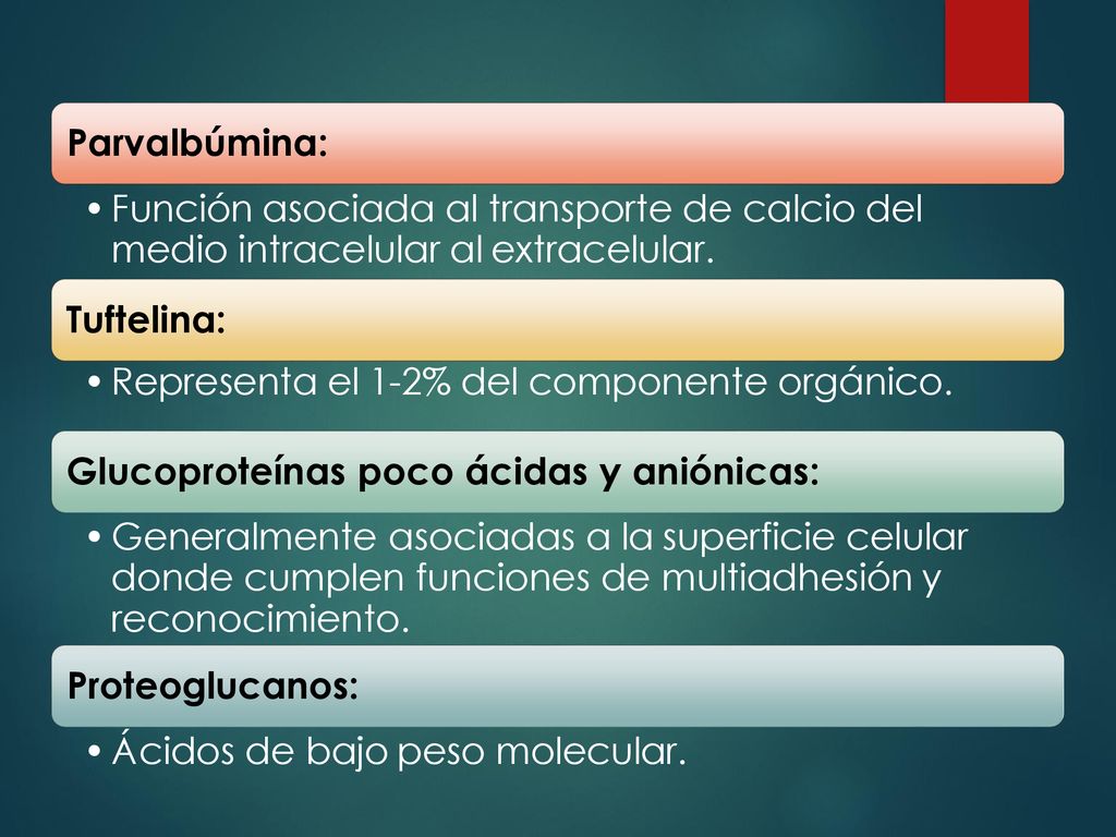 Parvalbúmina: Función asociada al transporte de calcio del medio intracelular al extracelular. Tuftelina: