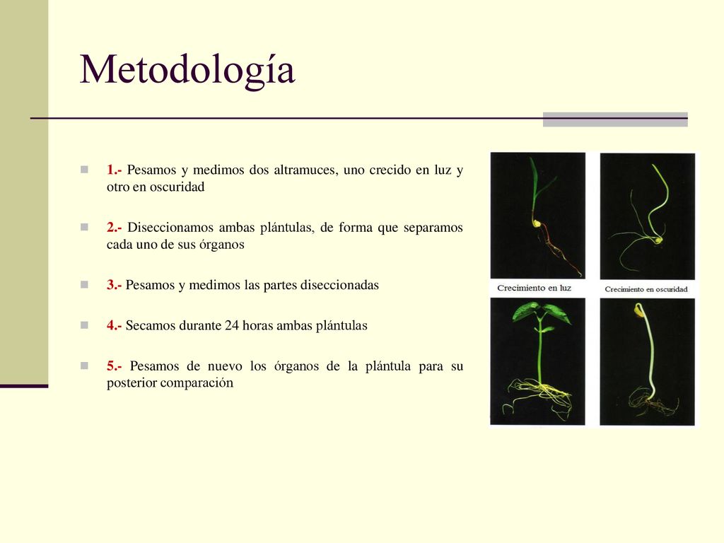Metodología 1.- Pesamos y medimos dos altramuces, uno crecido en luz y otro en oscuridad.