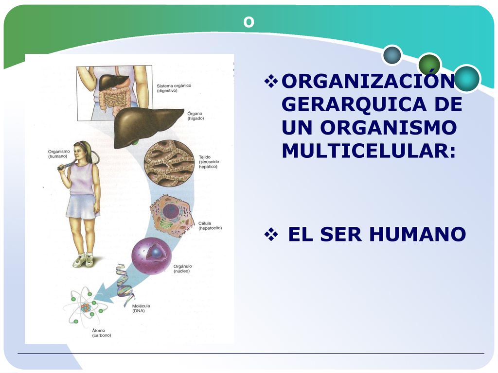 o ORGANIZACIÓN GERARQUICA DE UN ORGANISMO MULTICELULAR: EL SER HUMANO
