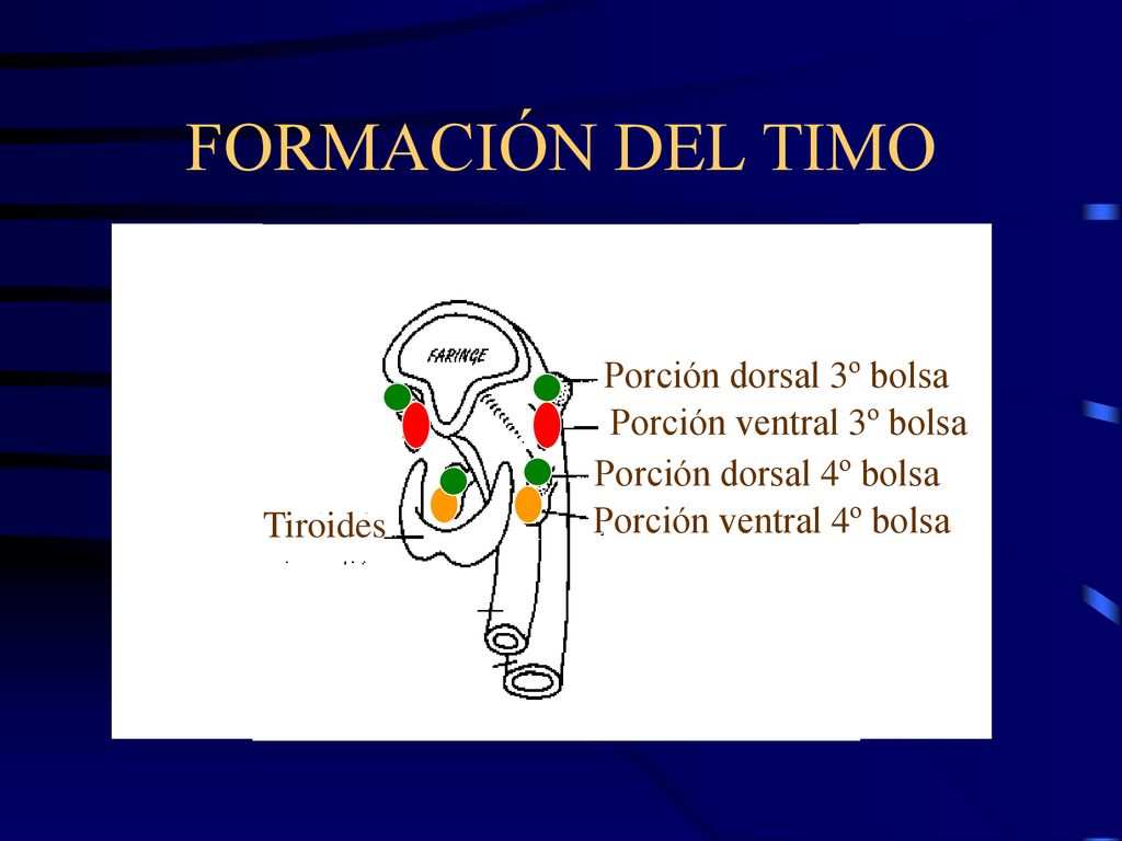 FORMACIÓN DEL TIMO Porción dorsal 3º bolsa Porción ventral 3º bolsa