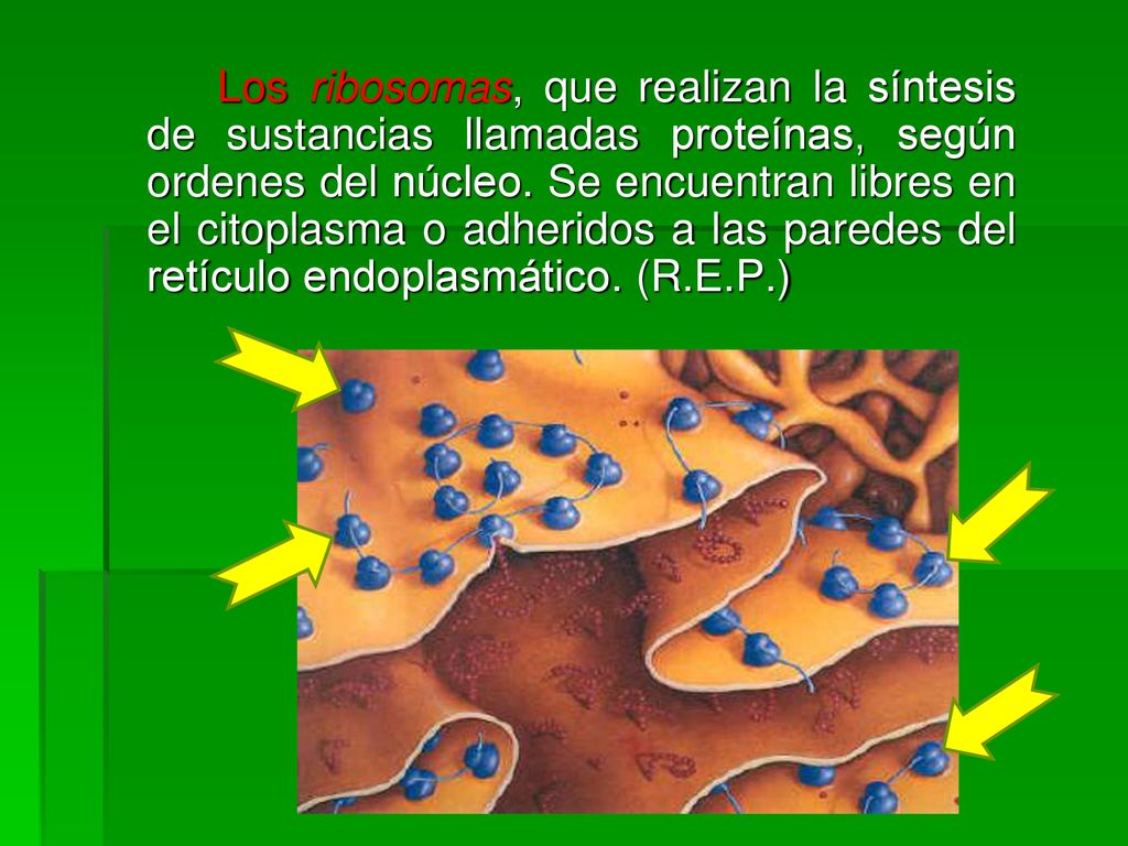 Los ribosomas, que realizan la síntesis de sustancias llamadas proteínas, según ordenes del núcleo.