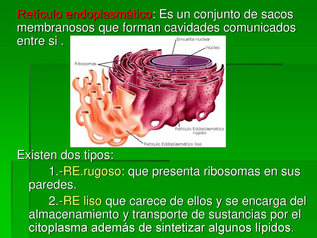 Retículo endoplasmático: Es un conjunto de sacos membranosos que forman cavidades comunicados entre si .