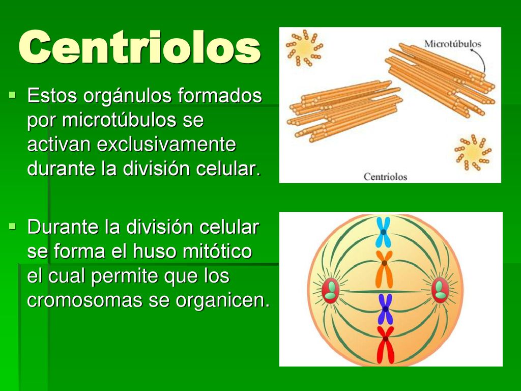 Centriolos Estos orgánulos formados por microtúbulos se activan exclusivamente durante la división celular.