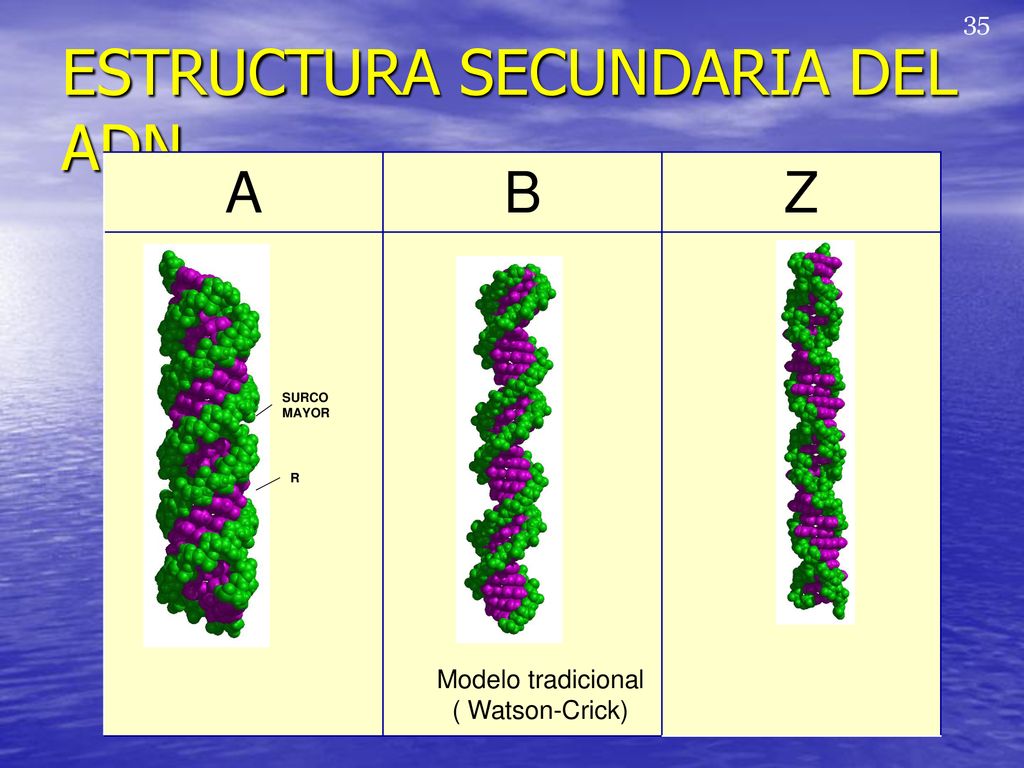Acidos Nucleicos Biopolimero Cuya Unidad Monomerica Es Un