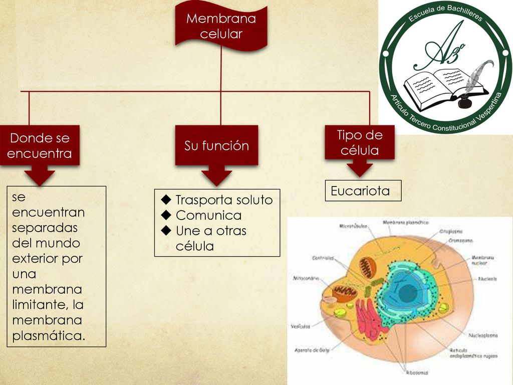 Membrana celular Donde se encuentra. Su función. Tipo de célula. Eucariota.