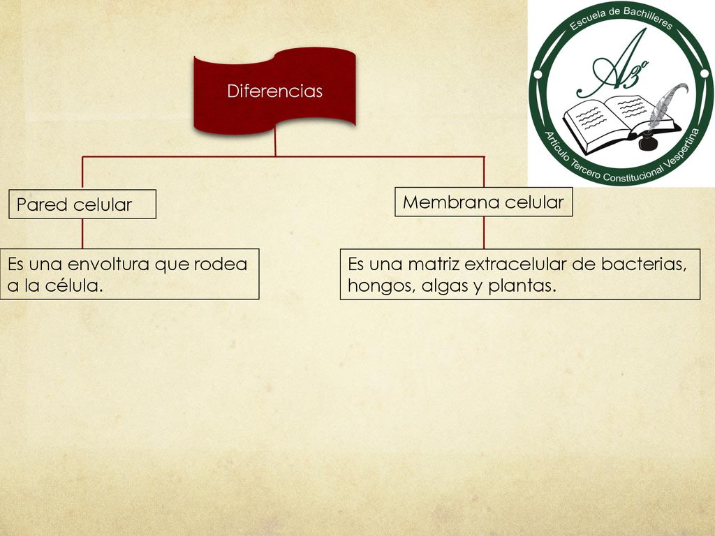 Diferencias Pared celular. Membrana celular. Es una envoltura que rodea. a la célula. Es una matriz extracelular de bacterias,
