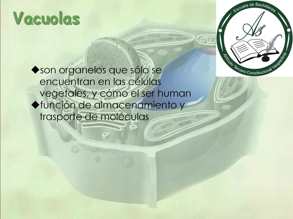 son organelos que sólo se encuentran en las células vegetales, y cómo el ser human