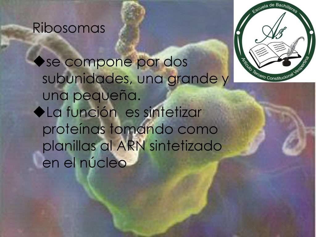 Ribosomas se compone por dos subunidades, una grande y una pequeña.