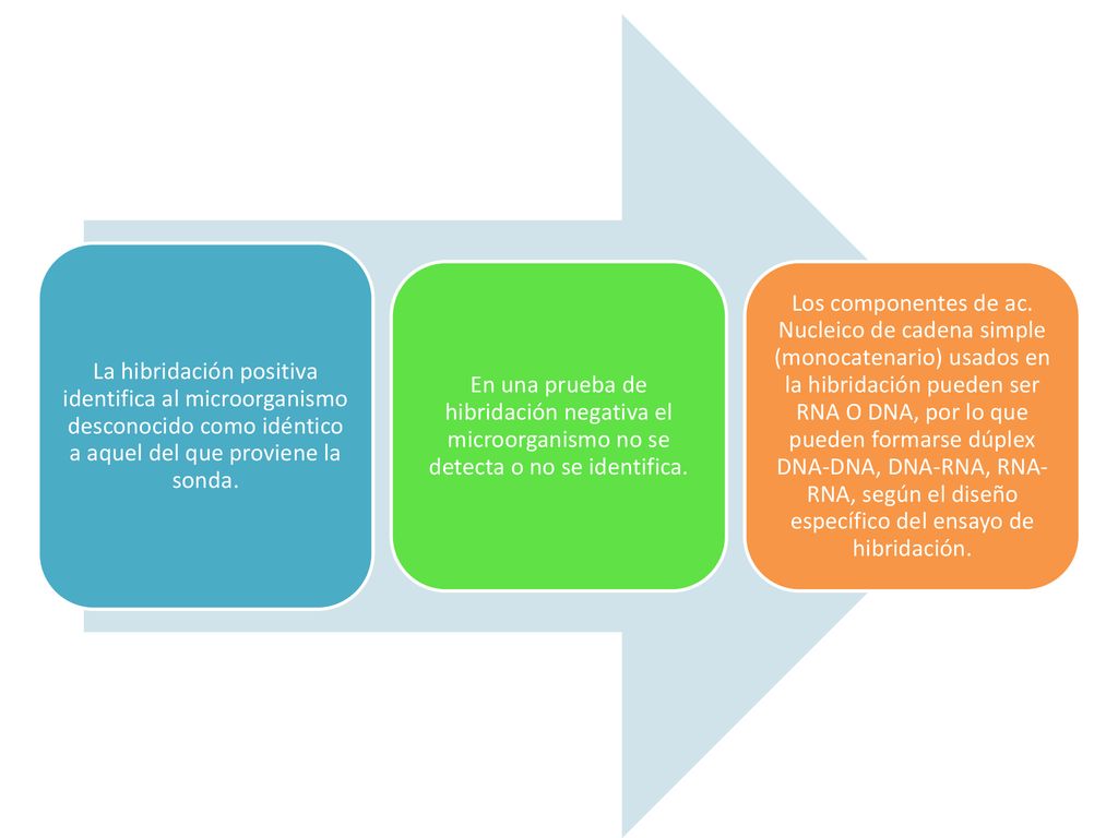 La hibridación positiva identifica al microorganismo desconocido como idéntico a aquel del que proviene la sonda.