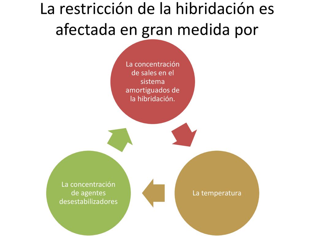La restricción de la hibridación es afectada en gran medida por