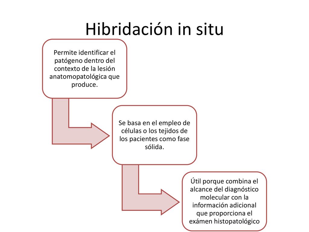 Hibridación in situ Permite identificar el patógeno dentro del contexto de la lesión anatomopatológica que produce.